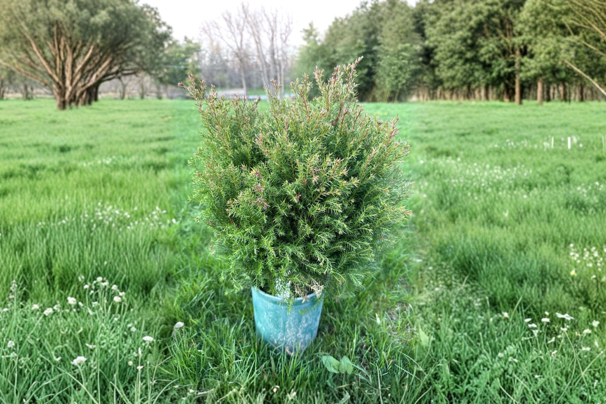 Dwarf Arborvitae Sherwood Moss Live Plant – Thuja occidentalis Compact Evergreen in 1 Gallon Pot