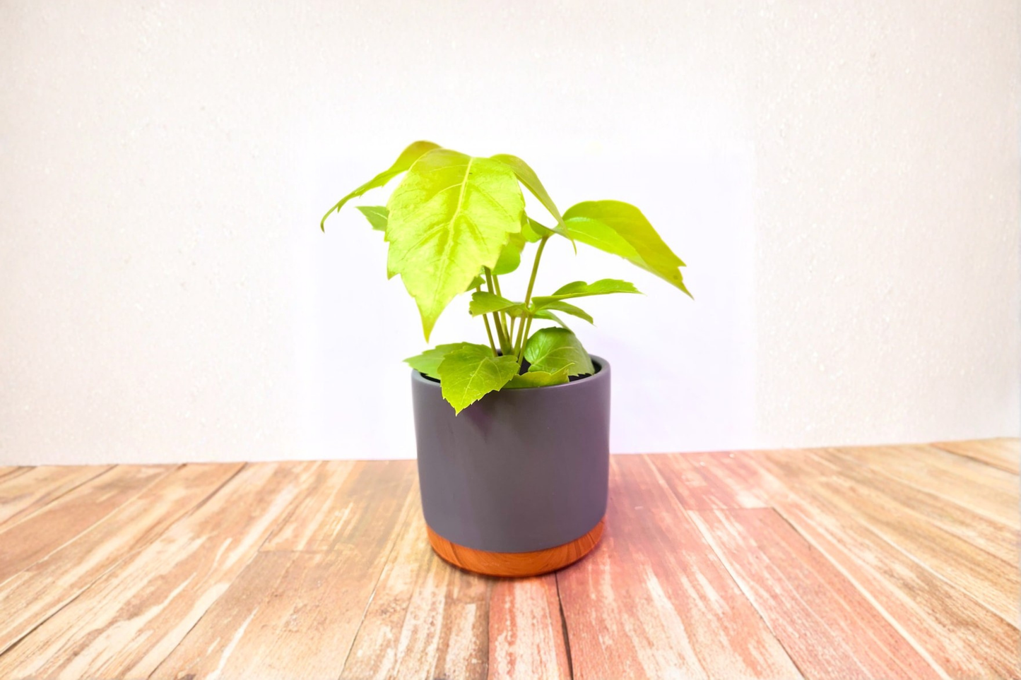 Two Toned Glazed Ceramic Planter 5.5 Inch Indoor Plant Pot with Drainage Saucer for Houseplants, Succulents & Flowers