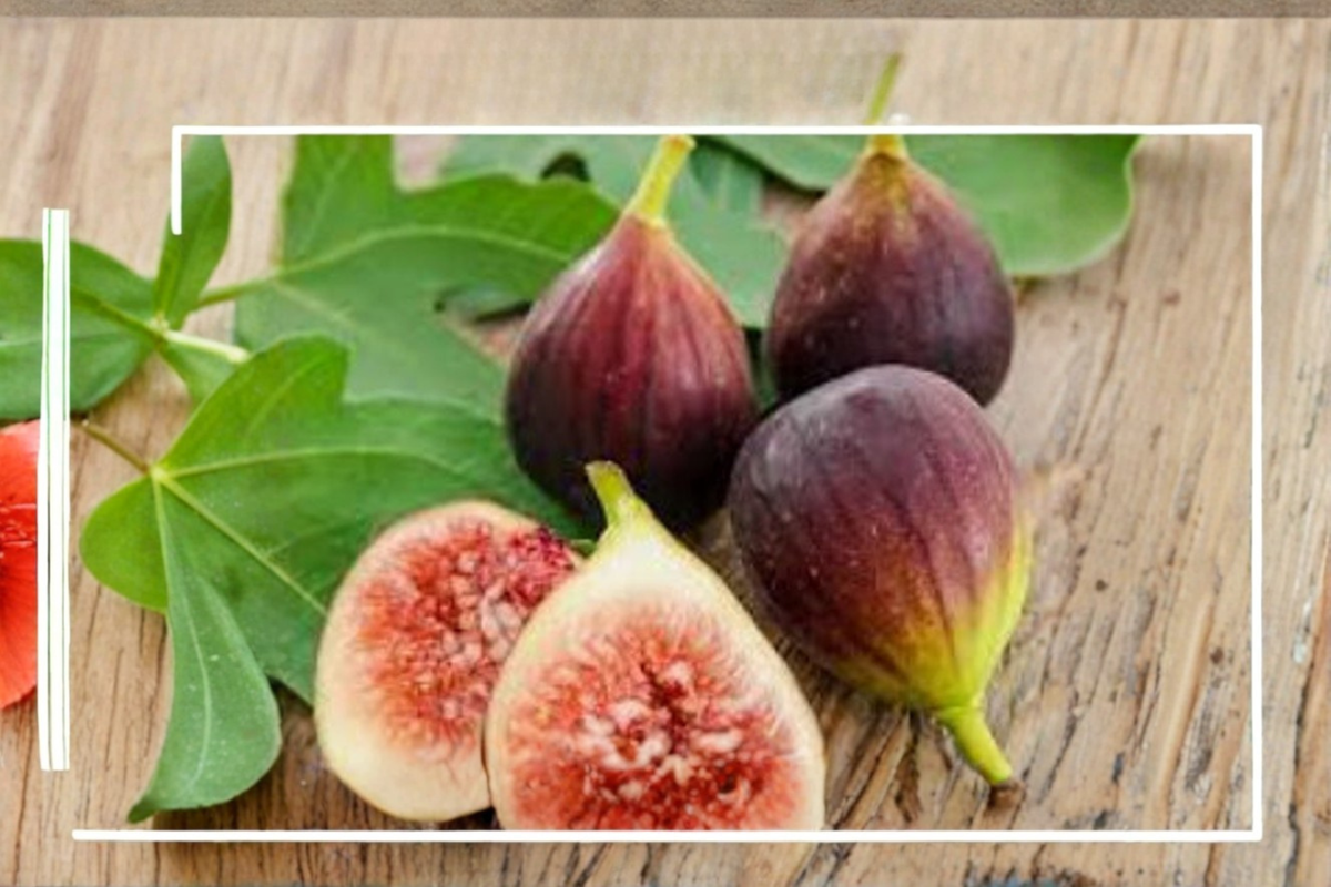 Dwarf Fig Tree Seeds – Edible Fruit Plant for Garden & Container Growing – Ficus carica
