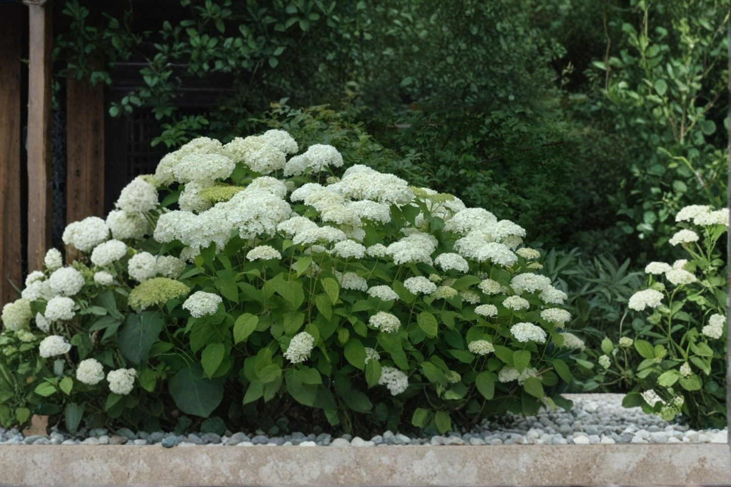Annabelle Hydrangea Live Plant – 4-Inch Pot, White Flowering Shrub for Shade Gardens, Landscape Borders, Hydrangea arborescens