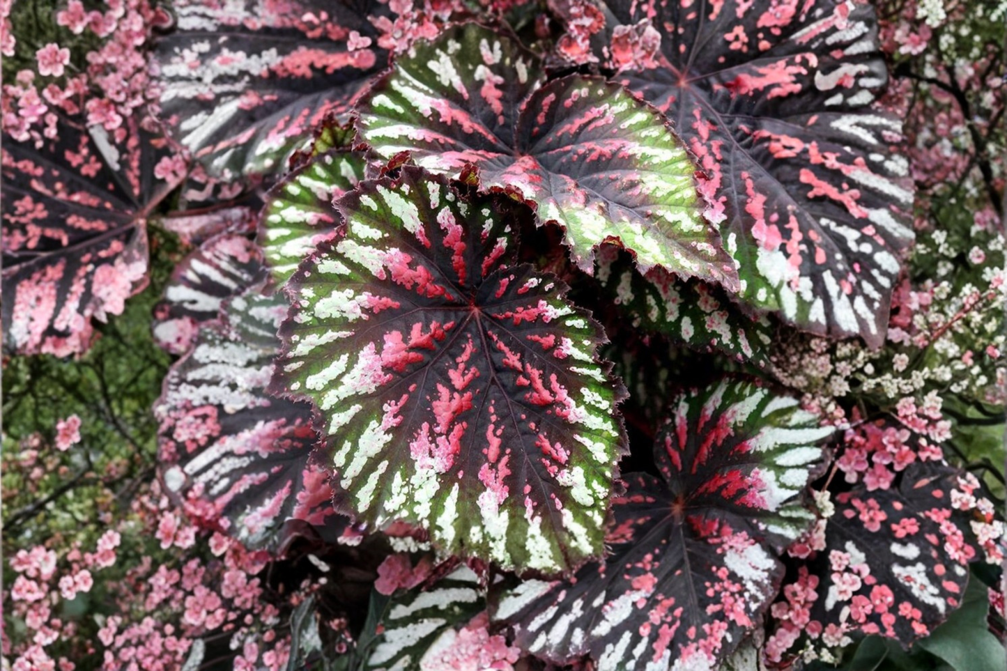 Begonia T-Rex Painter's Palette Live Plants – Colorful Foliage, 1 Qt Pots, Shade Garden, Ornamental Foliage, Begonia Scientific Name