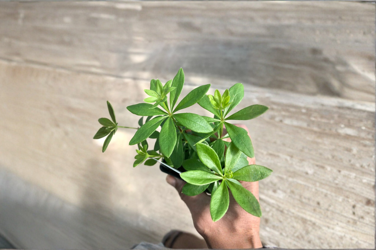 Organic Sweet Woodruff Live Plant - Galium odoratum Ground Cover, Shade Garden, Perennial, White Flowers, Spreading Plant
