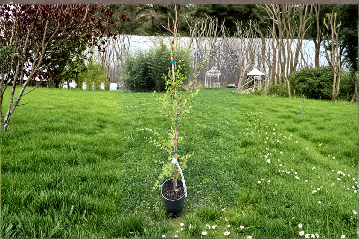 Japanese Larch Paper Lanterns Live Plant 1 Gallon, Deciduous Conifer Tree, Larix kaempferi, Seasonal Color, Garden Accent