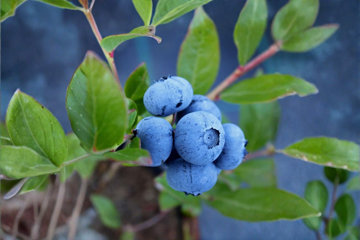 Sunshine Blue Blueberry Bush Live Plant 1 Gallon Pot, Compact Edible Shrub, Vaccinium corymbosum for Patio & Container Gardening