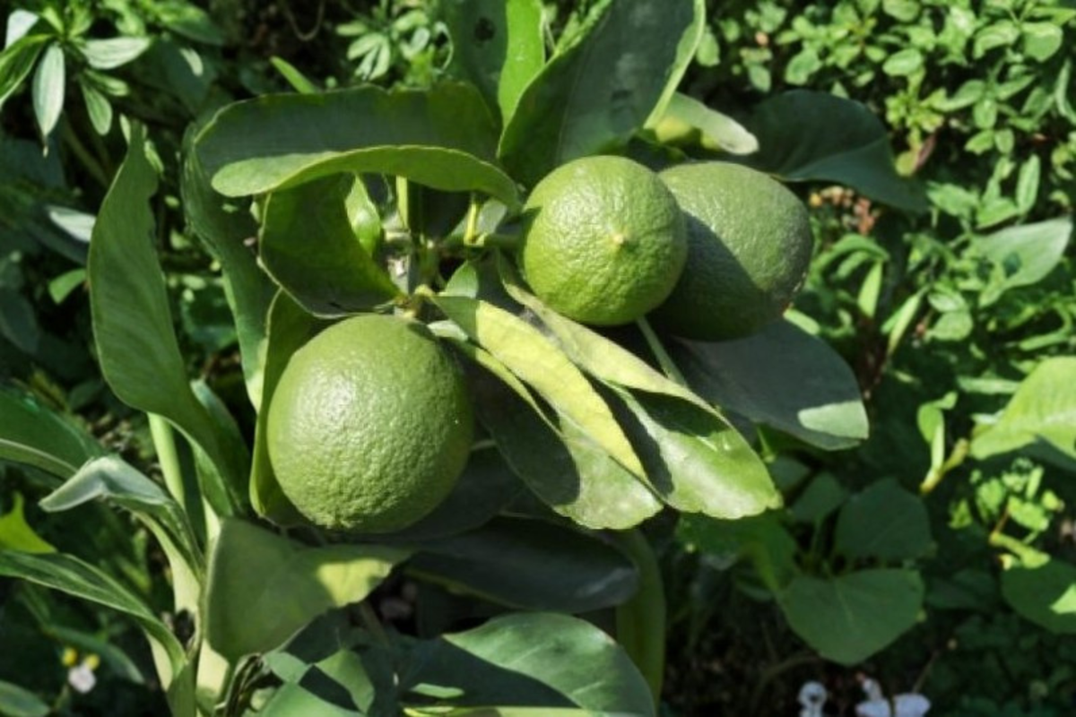 Persian Lime Tree Live Plant, 3-Gallon Citrus Fruit Tree, Citruss Ã— latifolia, Container Garden, Fruit Bearing, Full Sun