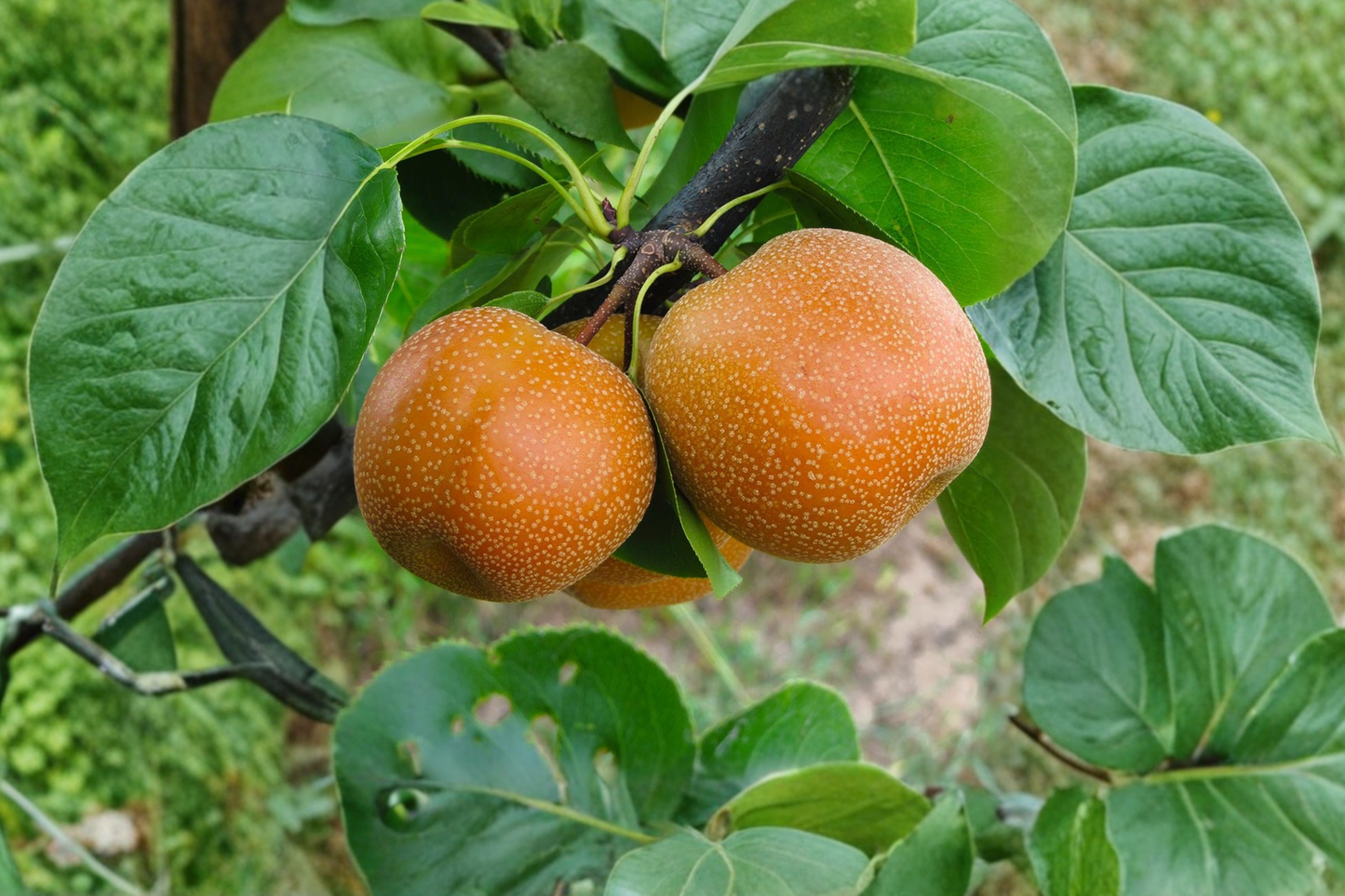Asian Pear Tree Live Plant – 4-6 Ft Pyrus pyrifolia Fruit Tree for Home Garden, Backyard Orchard, Edible Landscaping