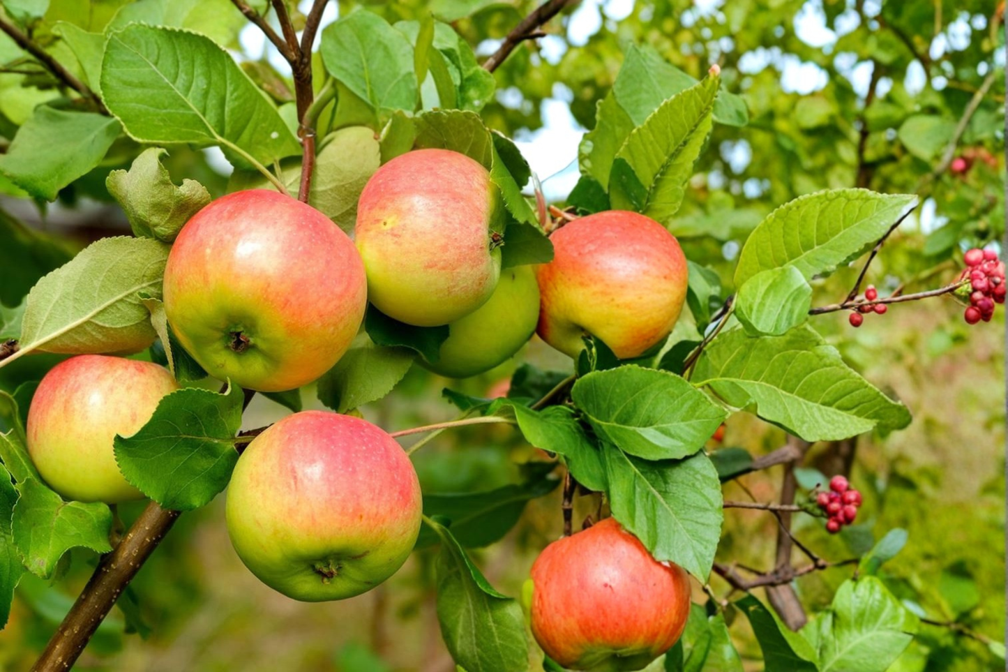 Honeycrisp Apple Tree Live Plant – 4–6 ft Deciduous Fruit Tree with Crisp, Sweet Apples, Malus domestica