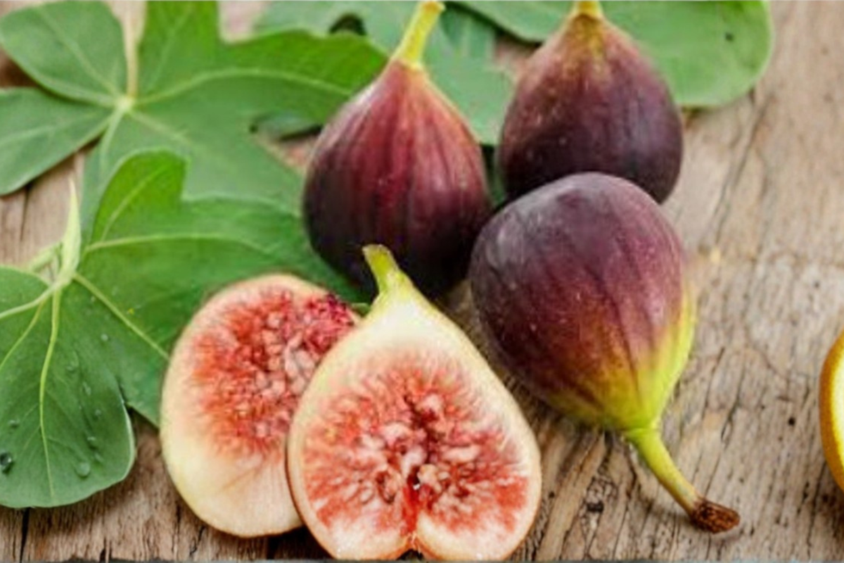 Chicago Hardy Fig Seeds 60 Pack – Dwarf Ficus carica for Indoor Outdoor Container Gardening