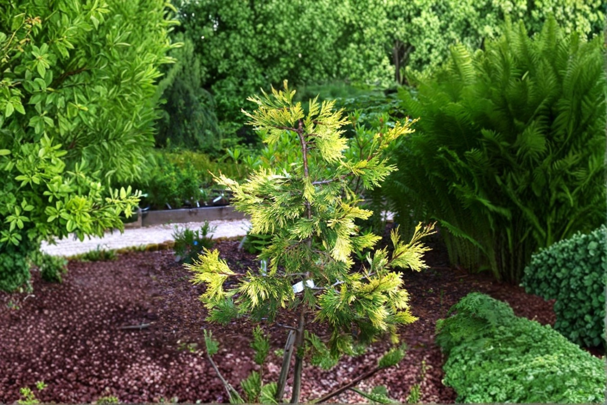 Maupin Glow Incense Cedar Live Plant 12 Inch Golden Evergreen Conifer Calocedrus decurrens