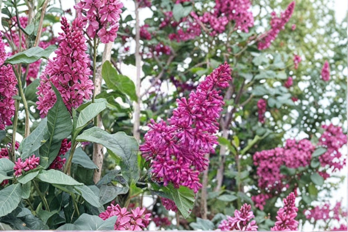 Lilac ‘Red Wine’ Live Plant – Syringa prestoniae 2 Gallon Flowering Shrub for Garden Landscape