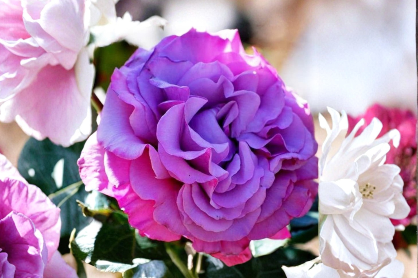 Hybrid Purple Rose Seeds – 3 Pack, Fragrant Flower Bush, Indoor & Outdoor Garden Planting, Rosa sp.