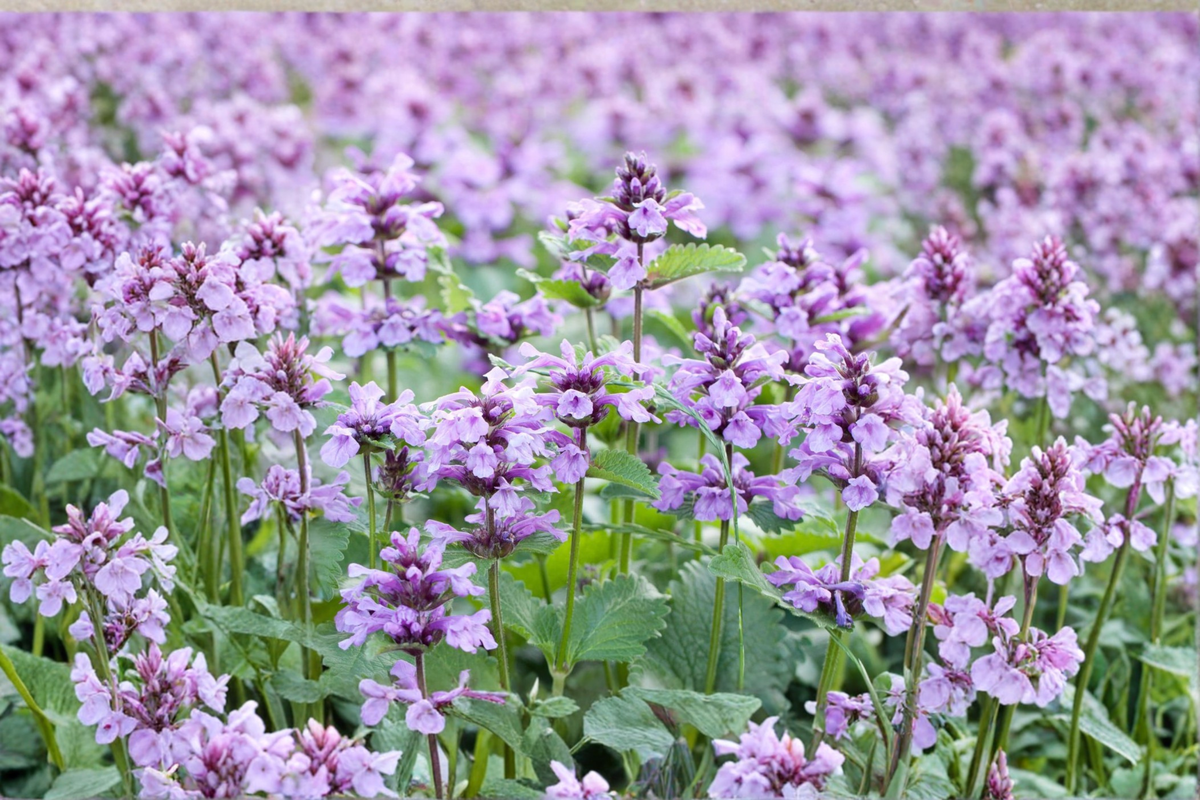 Summer Magic Catmint Live Plants – 3 Rooted Starters in 1 Qt Pots, Nepeta grandiflora, Lavender Purple Flowers, Perennial, Mounded Habit