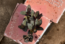 Jewel Orchid Live Plant, Ludisia discolor, Red Velvet Orchid, Indoor Houseplant, 4 Inch Pot, Tropical Orchid, Decorative Foliage