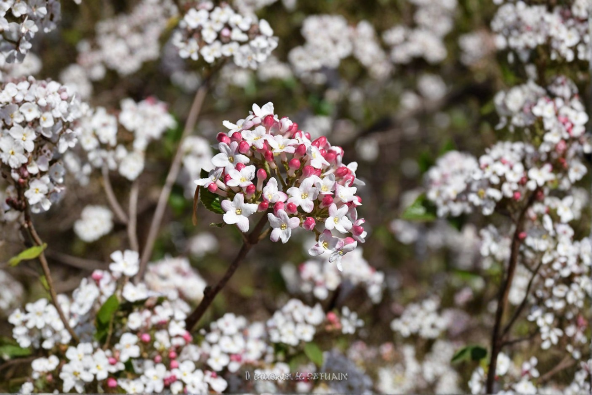 Burkwood Viburnum Live Plant 2 Gallon Pot – Viburnum × burkwoodii ‘Mohawk’ White Spring Blooms Garden Landscape Shrub