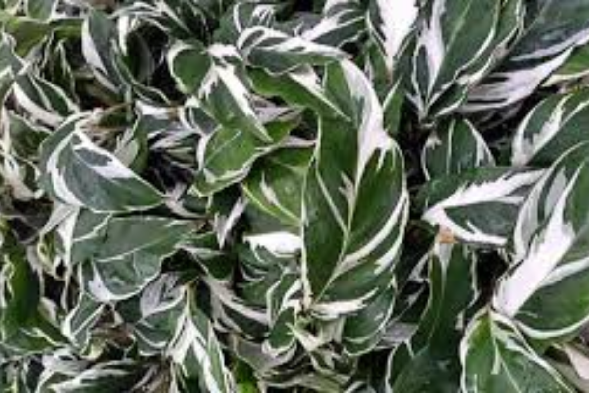 Calathea White Fusion Live Plant in 4-Inch Self-Watering Pot – Goeppertia lietzei 'White Fusion'