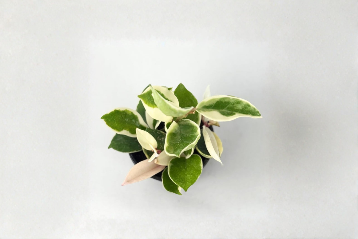Hoya Krimson Queen Live Plant, Variegated Hoya Carnosa, 2-Inch Pot, Indoor Houseplant, Trailing Foliage, Easy Care, Rare Indoor Plant