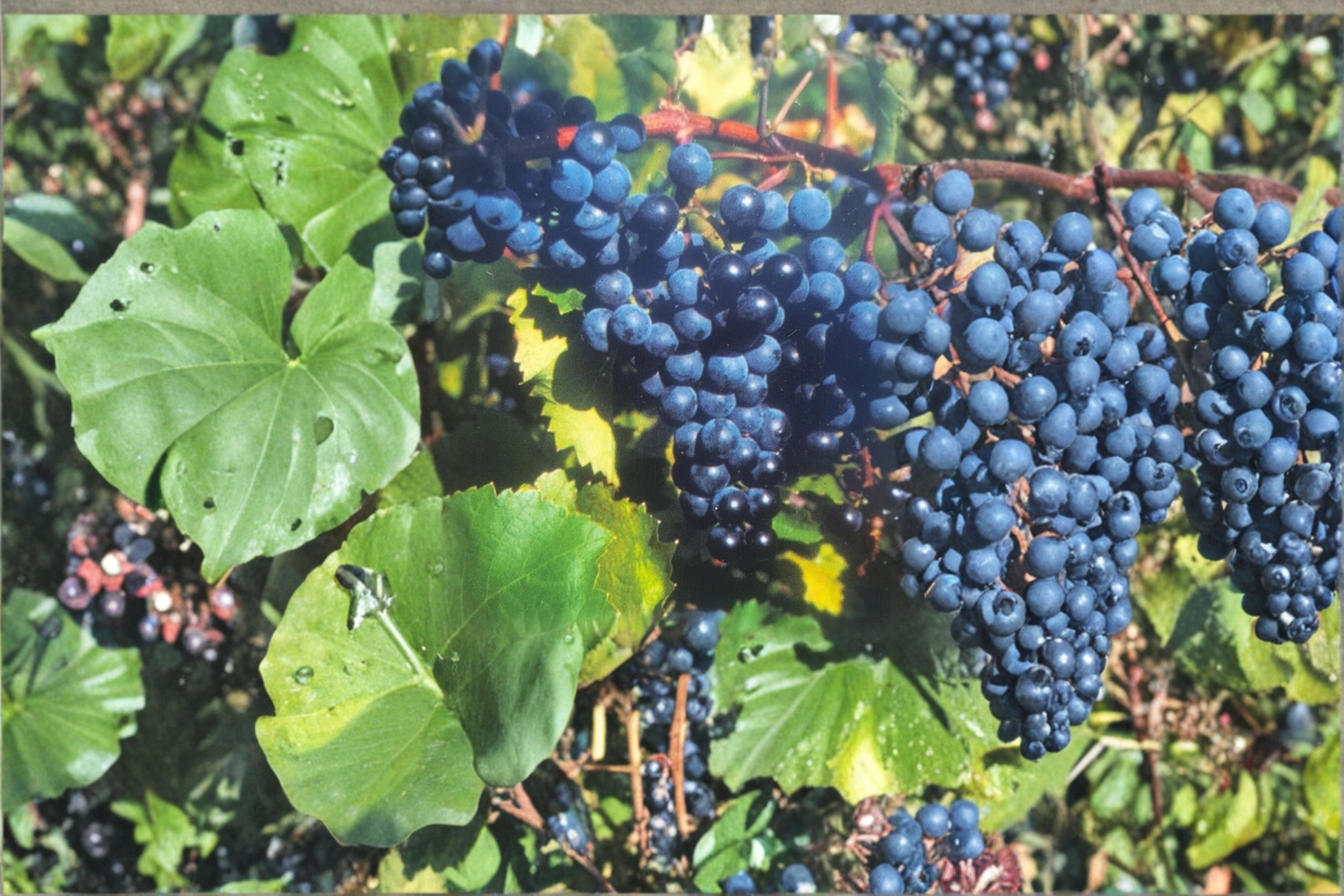 Concord Grape Vine 2 Gal – Purple Fruit Vine for Garden, Trellis, Backyard Vineyard – Vitis labrusca