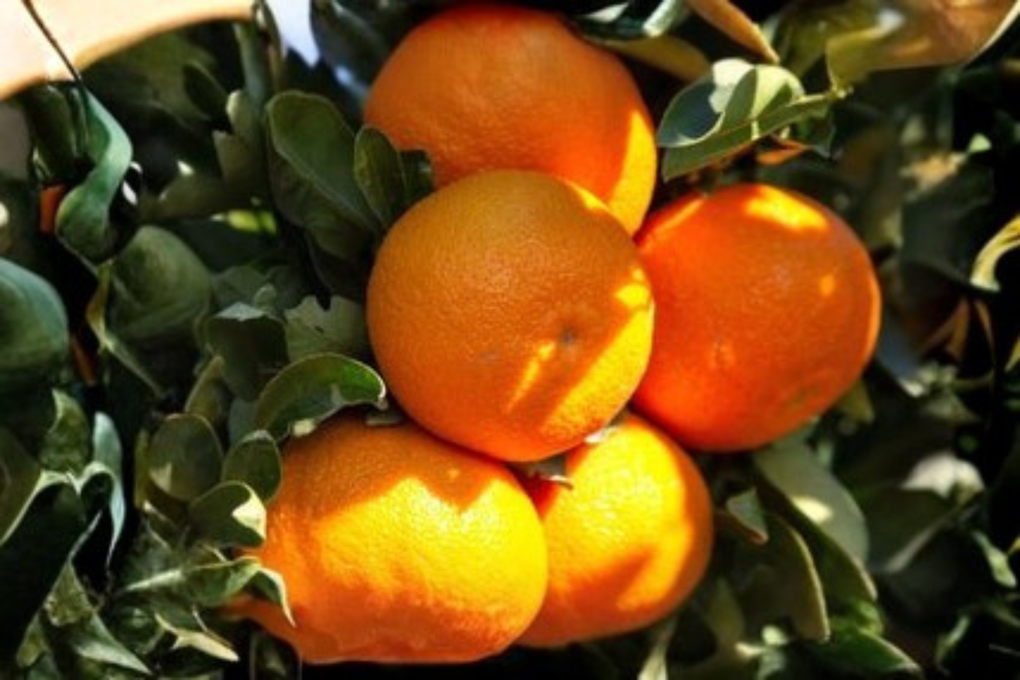Nippon Orangequat Live Plant - 1 Gallon Citrus Hybrid Tree with Dark Orange Fruit, Compact Evergreen, Citrus Collection