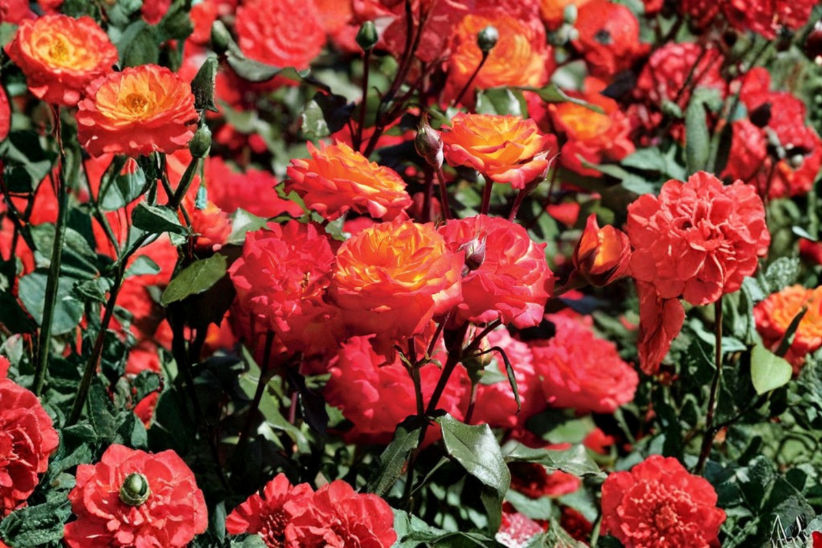 Charisma Floribunda Rose Bush 2 Gal Live Plant Red Orange Yellow Flowering Shrub Garden Landscape