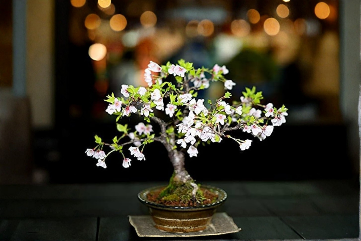 Bonsai Cherry Blossom Tree Seeds – 10 Pink Flowering Sakura Seeds for Indoor & Outdoor Growing, Ornamental Prunus sp.