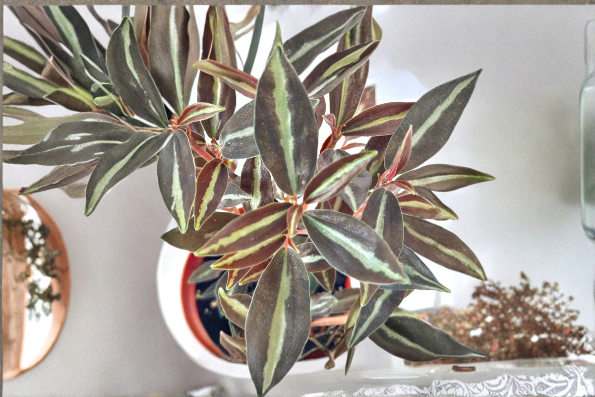 Peperomia Metallica Live Plant – 4 Inch Tropical Houseplant, Pet Safe, Metallic Foliage, Indoor Decorative Plant