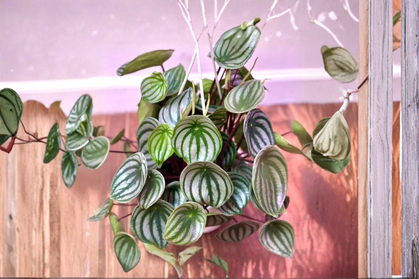 Watermelon Peperomia Live Plant – Indoor Houseplant in 3-Inch or 6-Inch Hanging Basket – Peperomia Argyreia with Silver-Striped Foliage