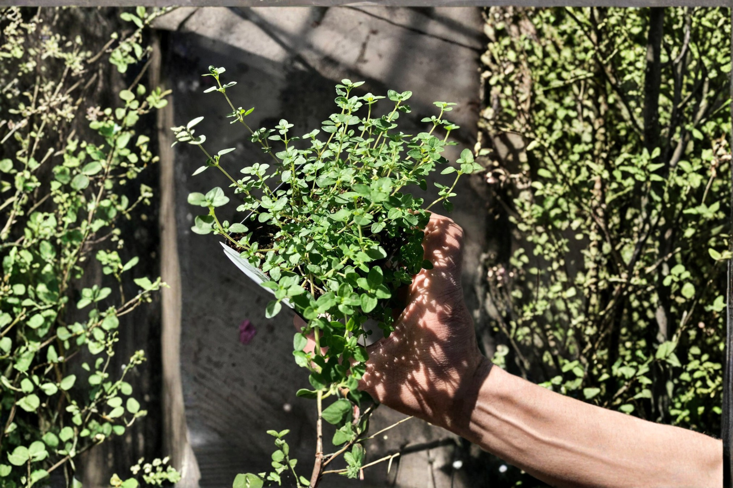 English Thyme Live Plants – 2 Rooted Perennial Herbs, Thymus vulgaris, Compact Green Foliage, Full Sun, Herb Garden, Container
