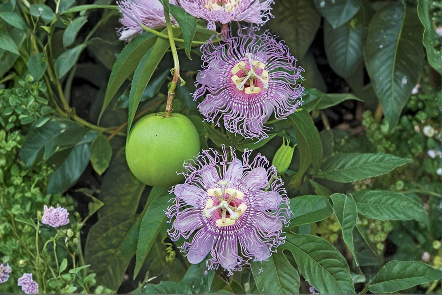 Maypop Passion Flower Live Plant 1 Gallon Potted Passiflora incarnata Climbing Vine with Purple Blooms Garden Plant