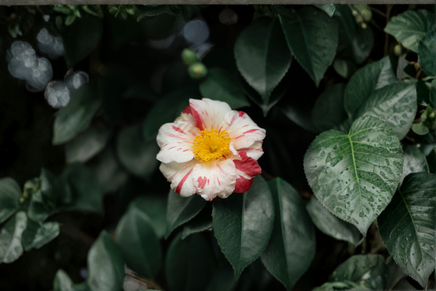 Tri Color Camellia Japonica Live Starter Plant in 4L Cell