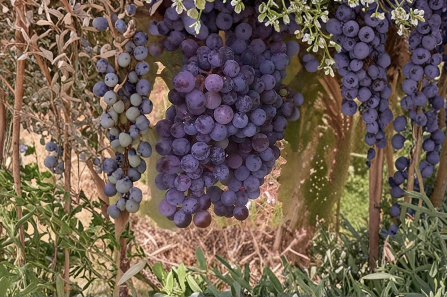 Zinfandel Grape Vine Live Plant 3 Gal – Vitis vinifera Fruit Vine for Backyard Vineyard, Trellis Growing, Wine Grape Variety