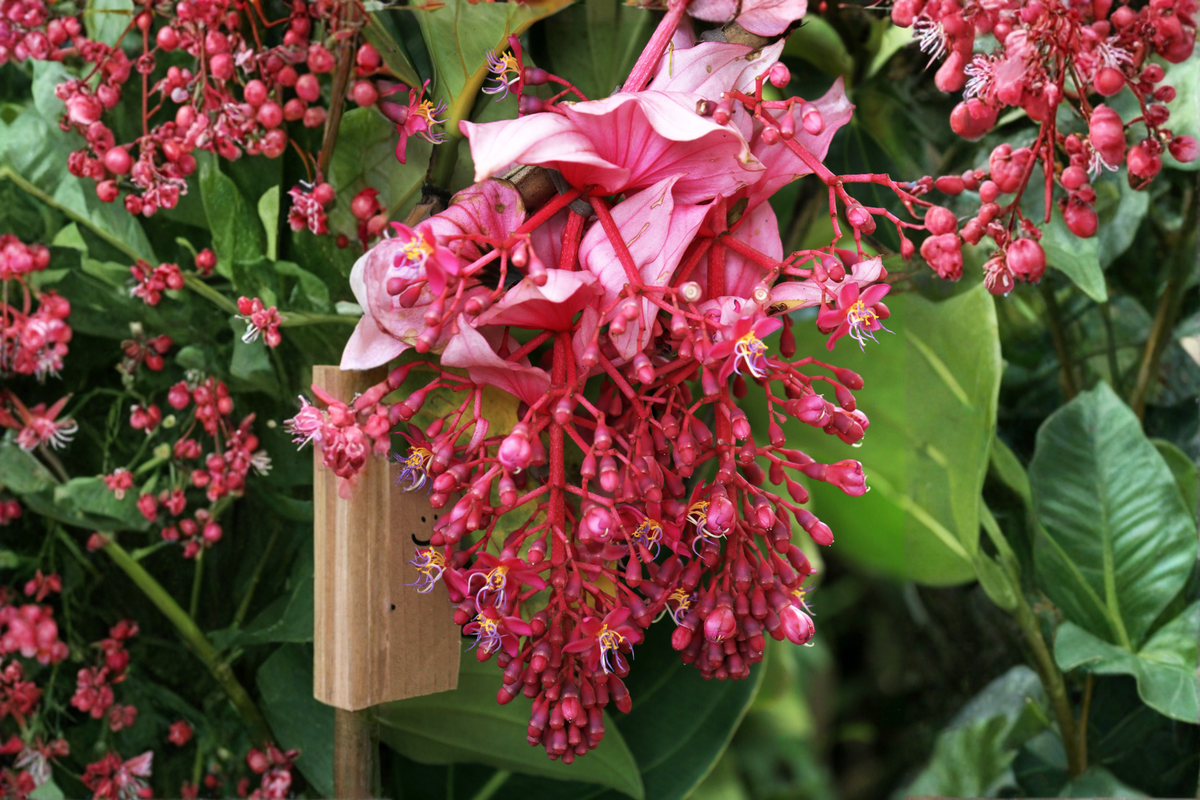 Florinilla 'Arosa' Medinilla Live Starter Plant – Tropical Ornamental with Lush Foliage
