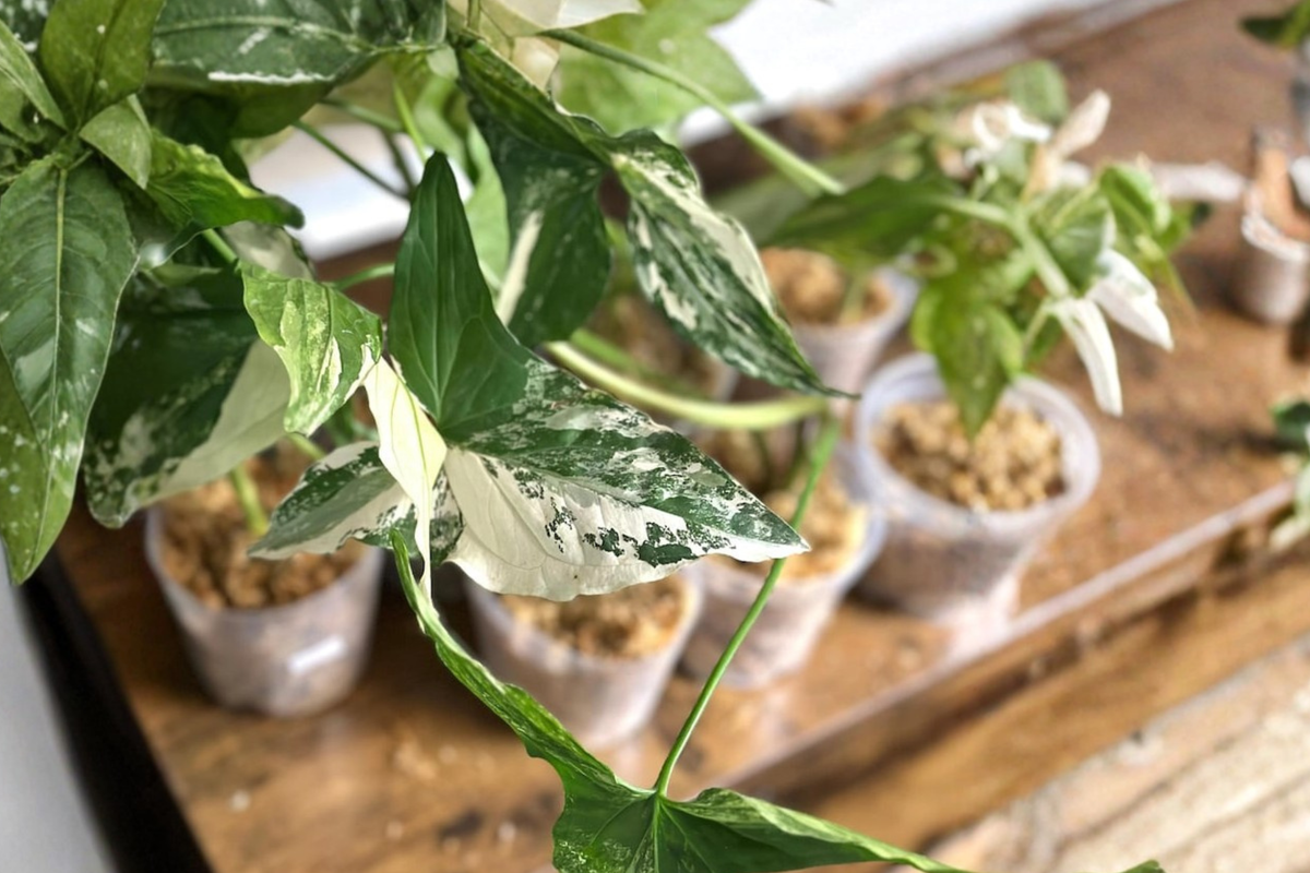 Syngonium Albo Variegata Live Plant Cutting, Indoor Houseplant, Rare Arrowhead Vine, Climbing or Trailing, Variegated White Foliage