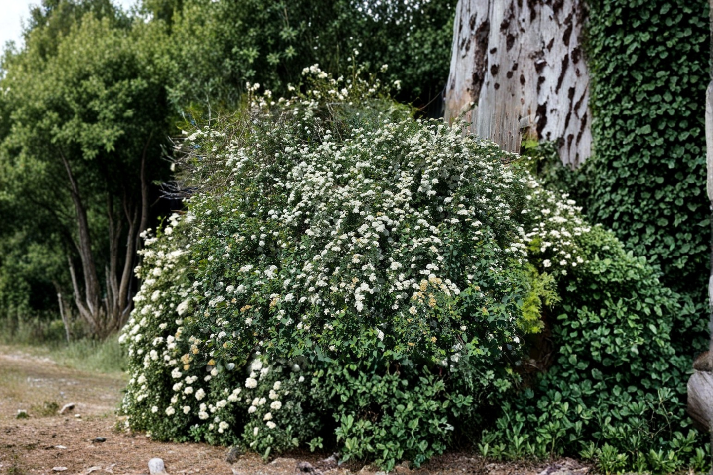 Live Bridal Wreath Spirea Plant in 4-Inch Pot, White Spring Bloom, Ornamental Shrub, Spiraea x vanhouttei