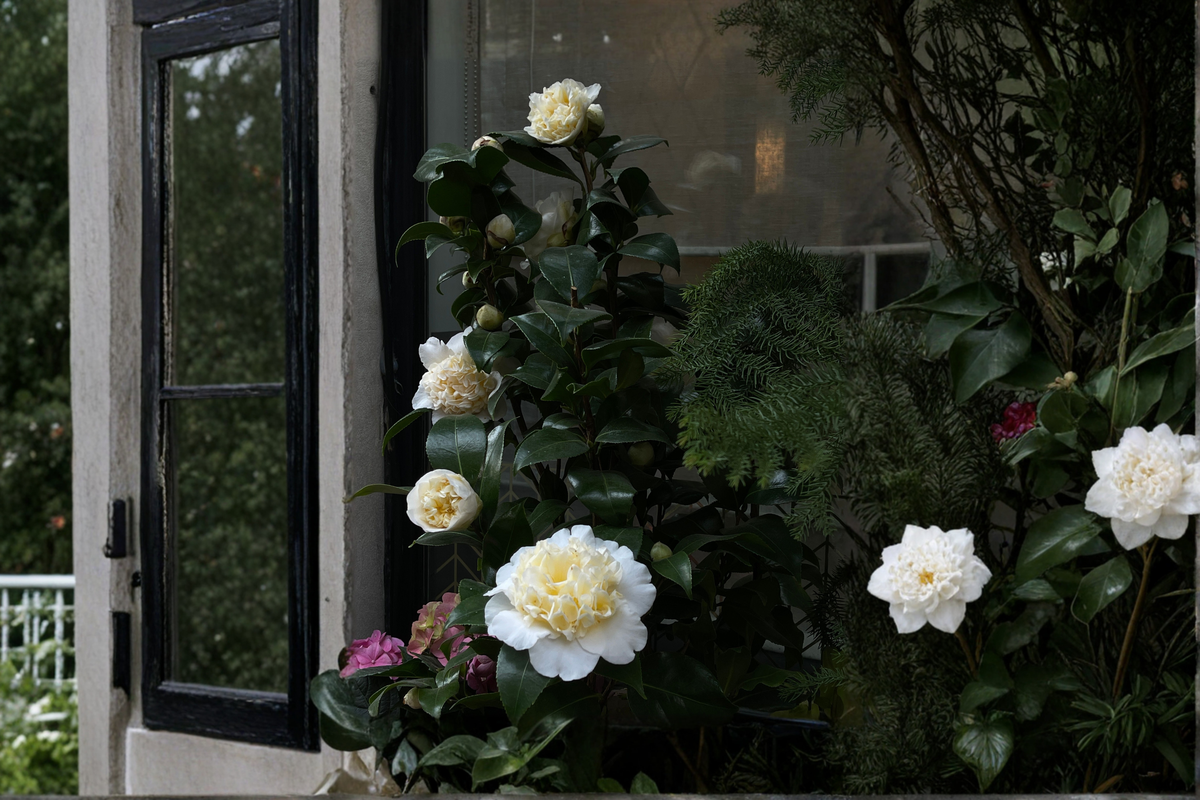 Jury's Yellow Camellia Japonica Live Starter Plant – Well Rooted Camellia in Pot