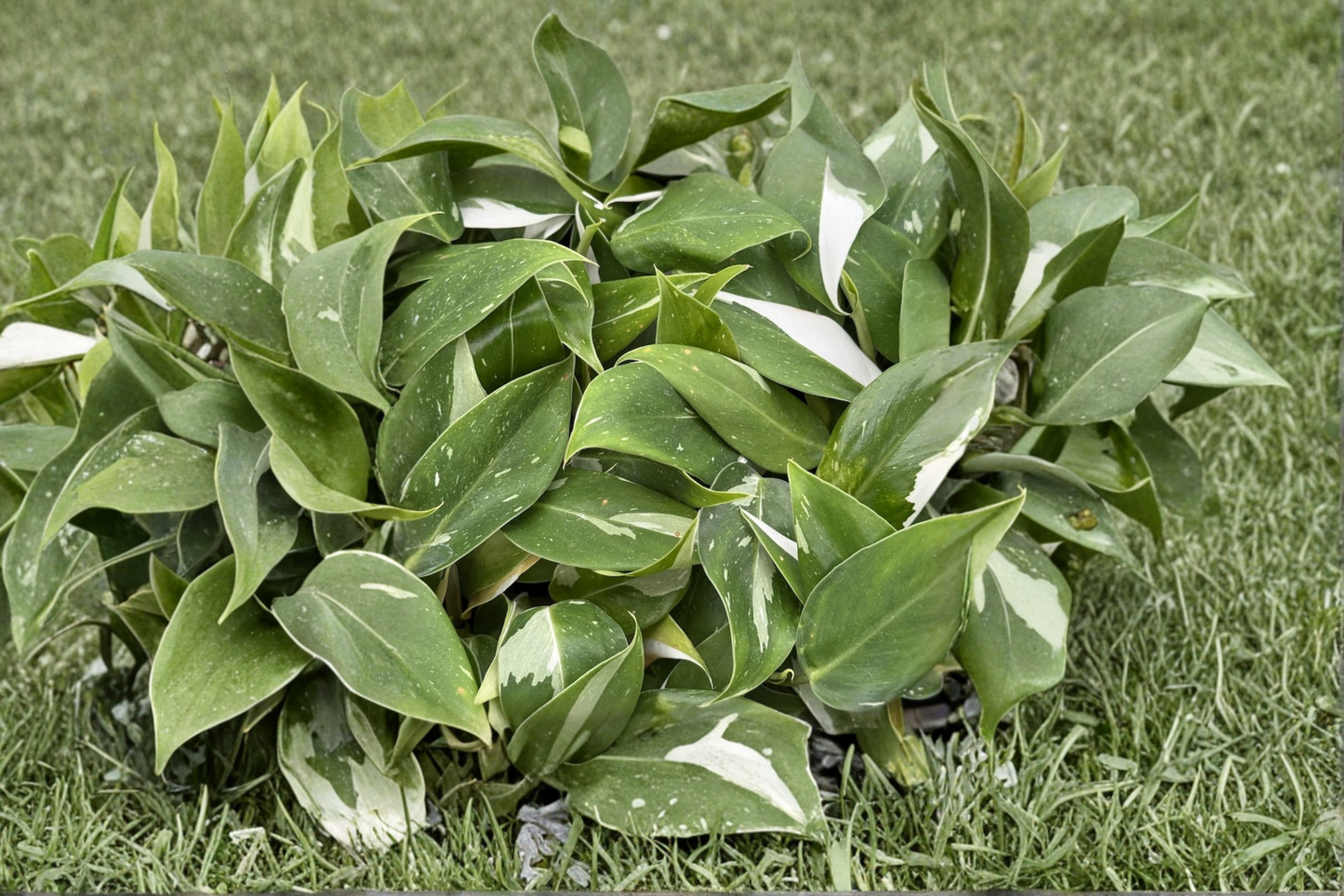 Philodendron White Princess Live Plant – Rare Variegated Tropical Houseplant in 2-Inch Pot