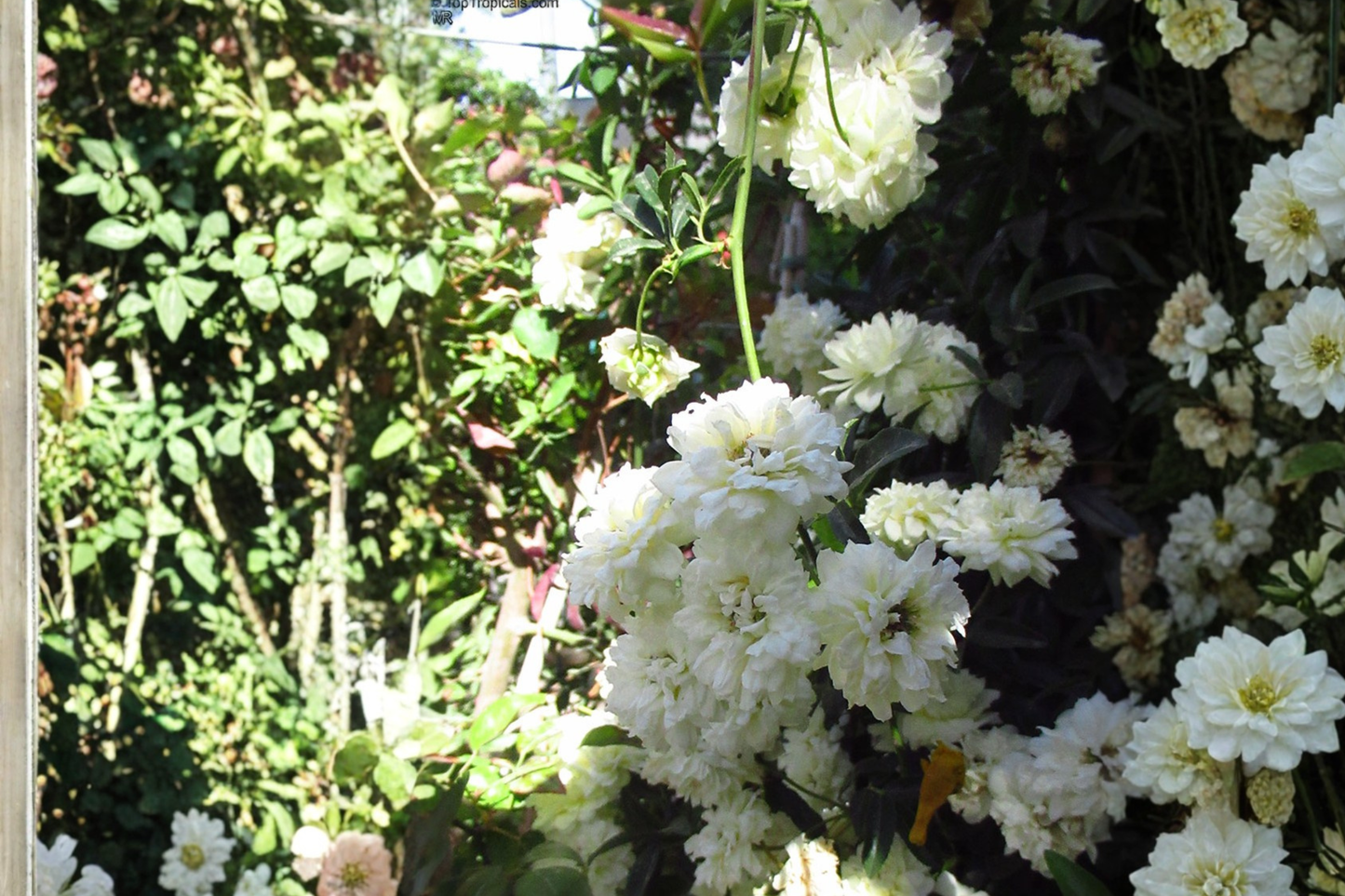 White Lady Banks Climbing Rose Live Plant - Rosa banksiae 'Alba Plena' in 3 Gallon Pot