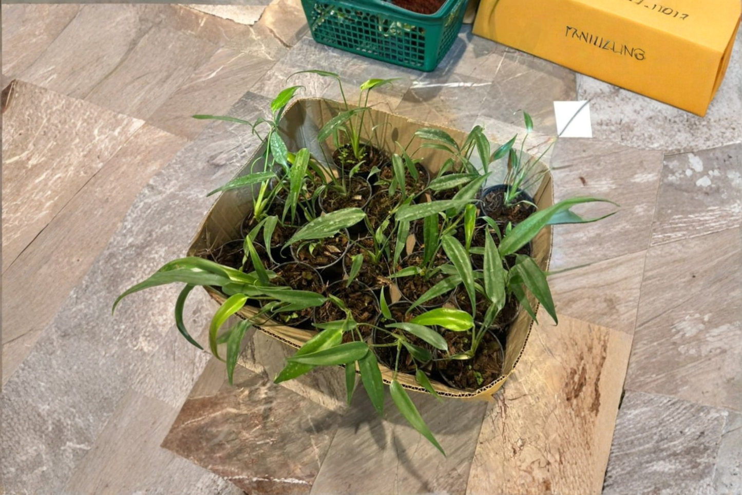 Monstera Burle Marx Flame Tissue Culture Plant, Rare Variegated Aroid, Indoor Houseplant, Collector Plant