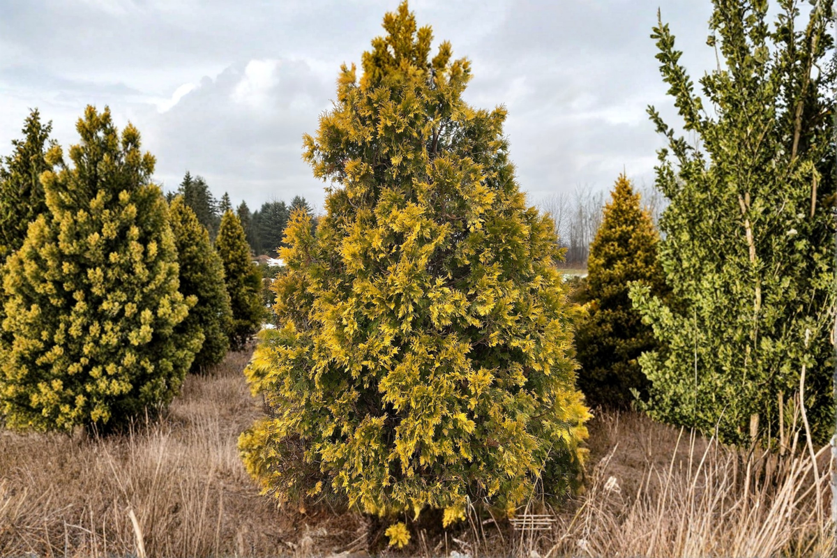 Sunkist Arborvitae Live Plant Quart Pot | Golden Yellow Evergreen Thuja Shrub for Hedges & Landscape