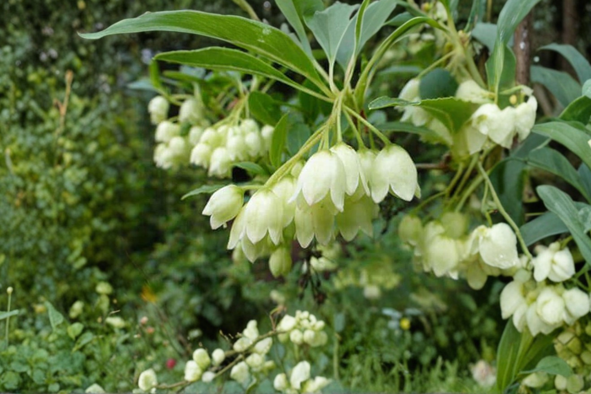 White Redvein Enkianthus ‘Albiflorus’ Live Plant, 2 Gallon Deciduous Flowering Shrub for Garden, Enkianthus campanulatus