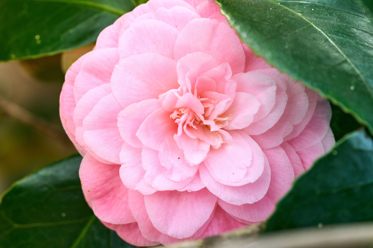 Debutante Pink Camellia Japonica Live Starter Plant 4L - Camellia japonica