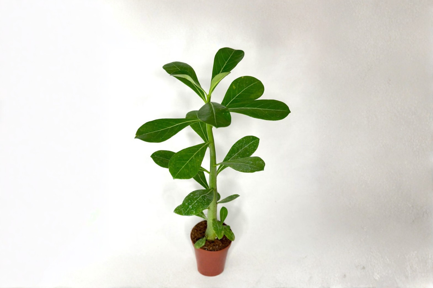 Live Desert Rose Plant in 4-Inch Pot | Adenium Obesum Succulent with Colorful Blooms