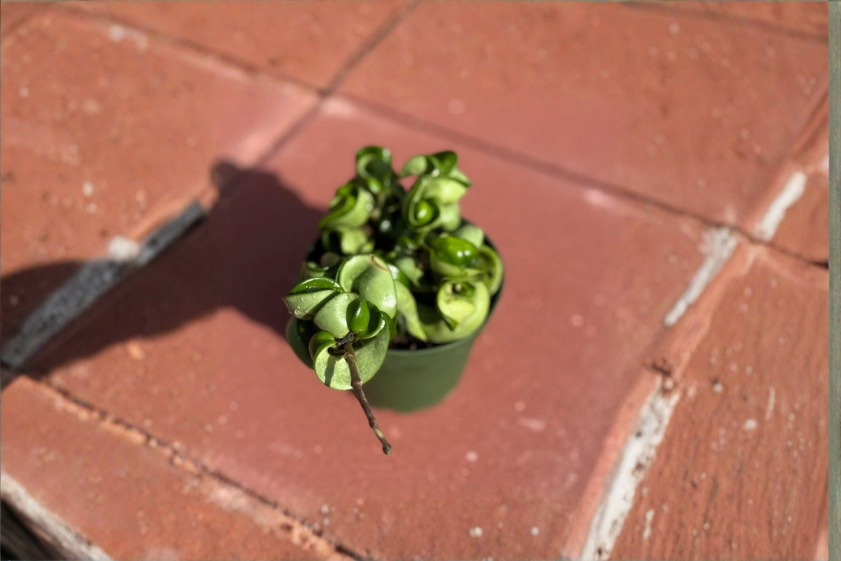 Hoya Compacta Live Plant, Hindu Rope, Trailing Houseplant in 4 Inch Pot, Rare Tropical Foliage, Indoor Decor, Easy Care