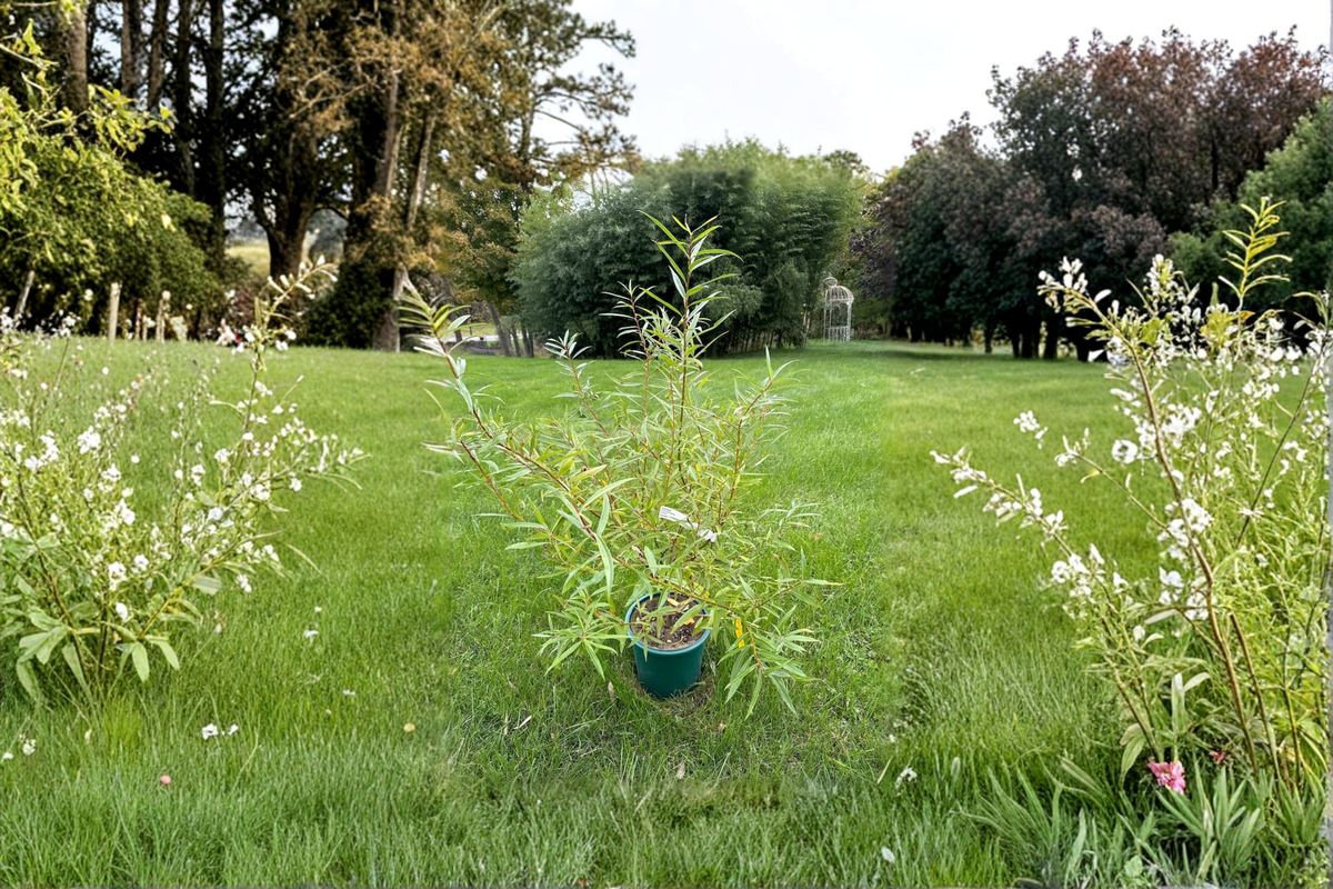 Japanese Fantail Willow ‘Sekka’ Live Plant, 2 Gallon, Salix sachalinensis, Ornamental Shrub with Curled Branches