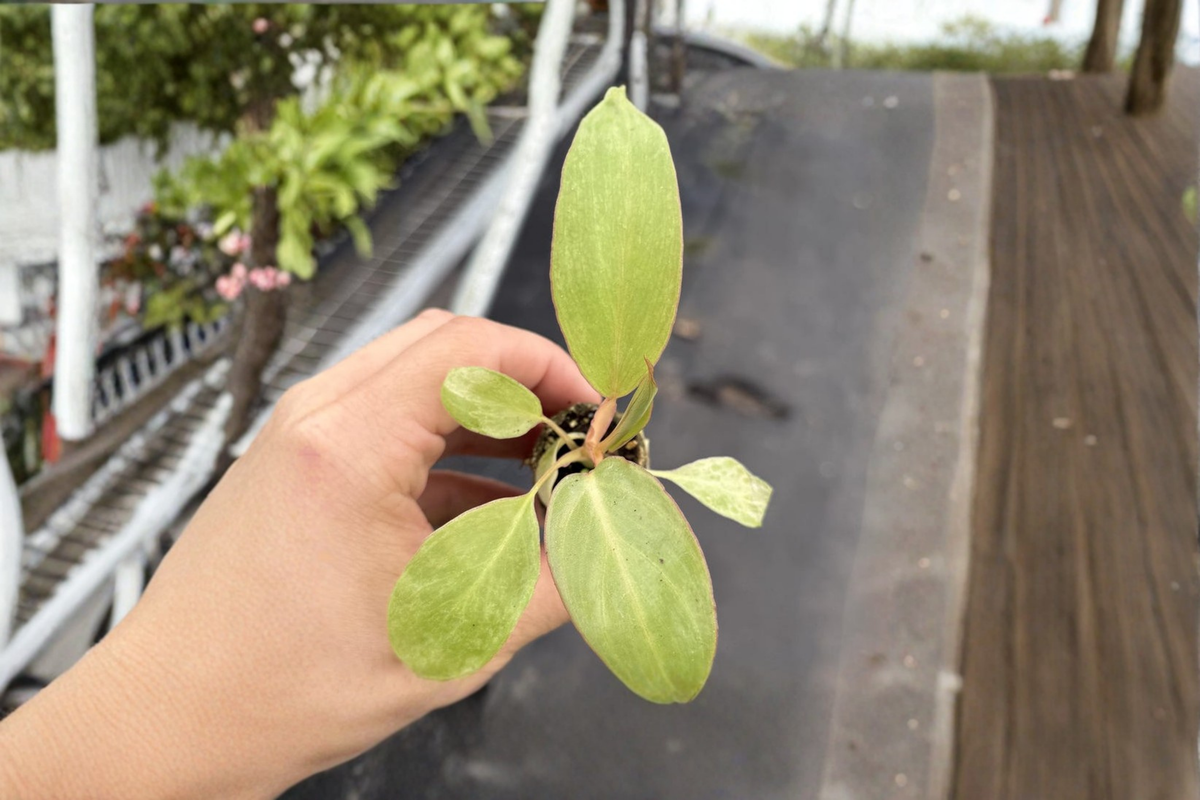 Philodendron Paraiso Verde Live Plant – Rare Variegated Tropical Houseplant in 2-Inch Pot