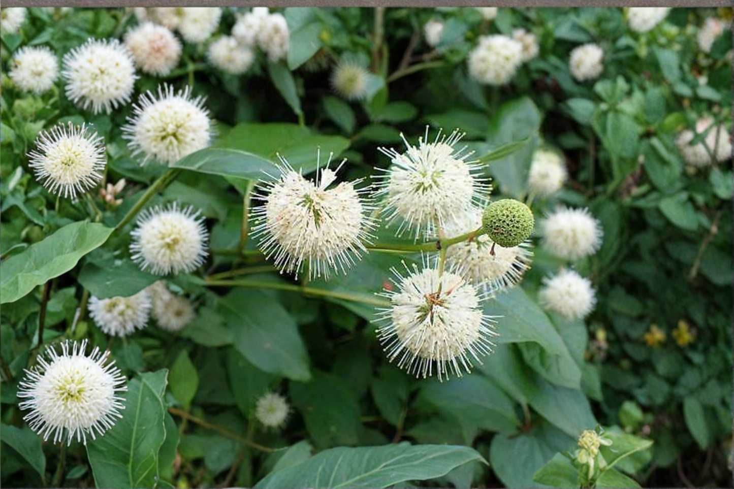 Buttonbush Native Plant 1 Gallon Cephalanthus occidentalis White Flowering Shrub for Garden & Pond Edge