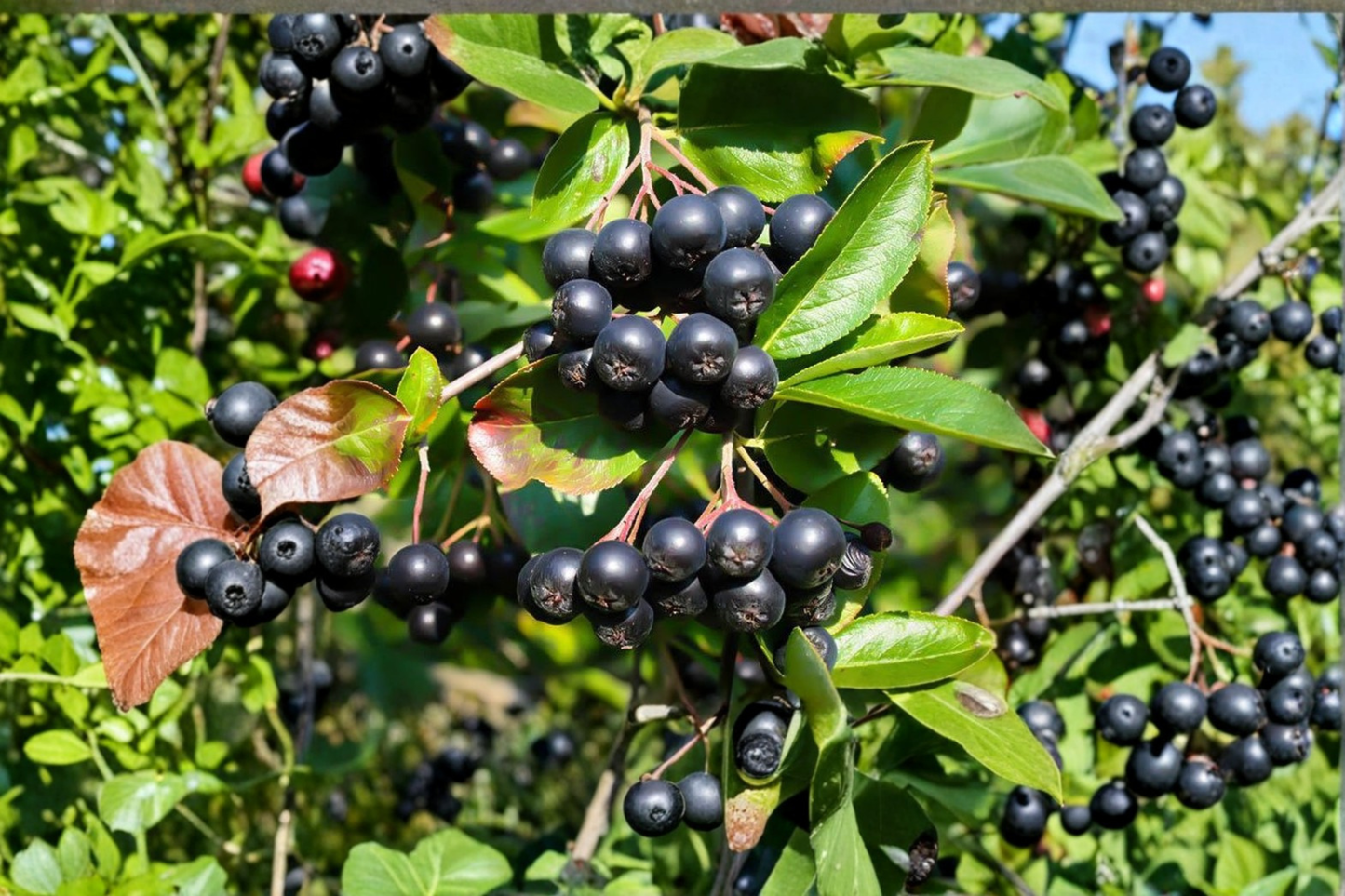 Nero Aronia Berry Bush Live Plant, Self-Fertile Black Chokeberry Shrub for Edible Garden & Landscape