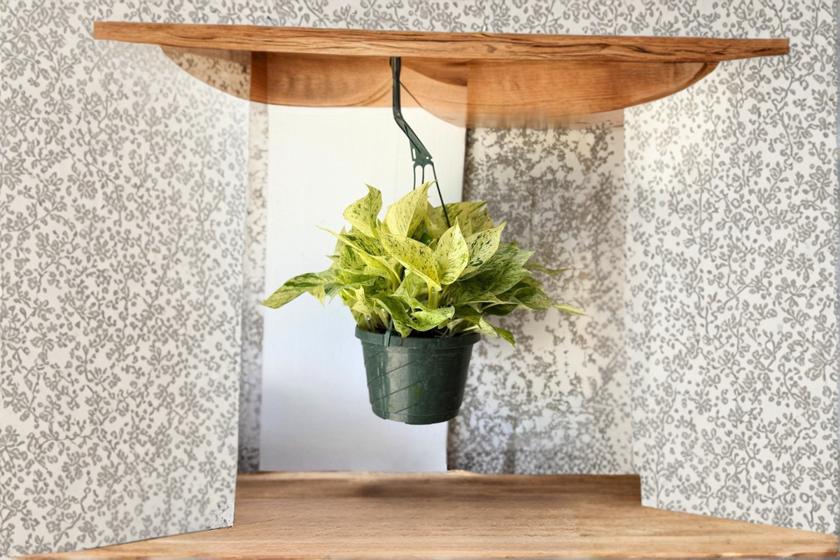 Pothos Snow Queen Live Plant, Variegated Hanging Indoor Houseplant, Epipremnum aureum, Rooted Starter Plant