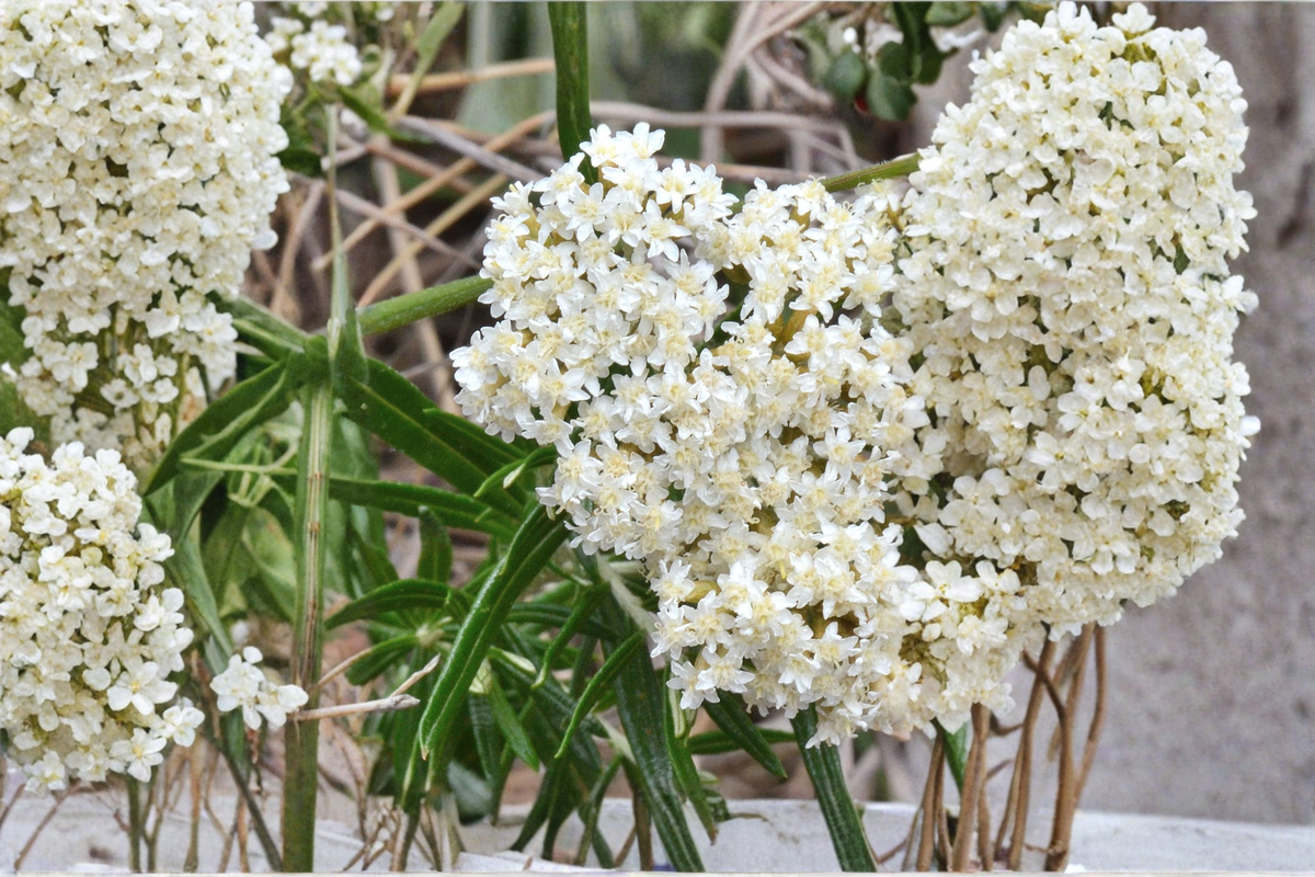 Ice Ballet Milkweed Live Plants – 3 Rooted Starter Plants in 1 Qt Pots, White Perennial Flowers, Asclepias incarnata