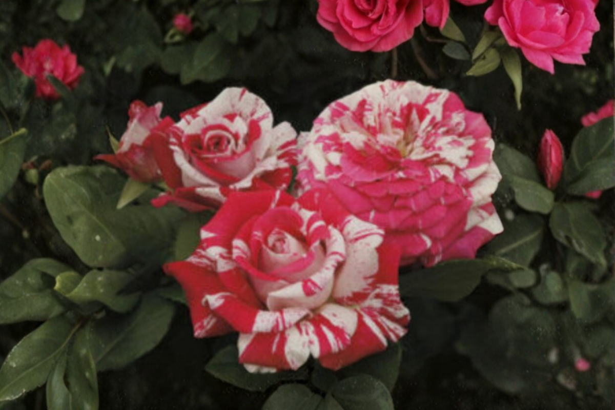 Pink Dragon Rose Seeds – Fragrant Pink Flowering Bush, Rosa sp., Garden Planting, 30 Seeds