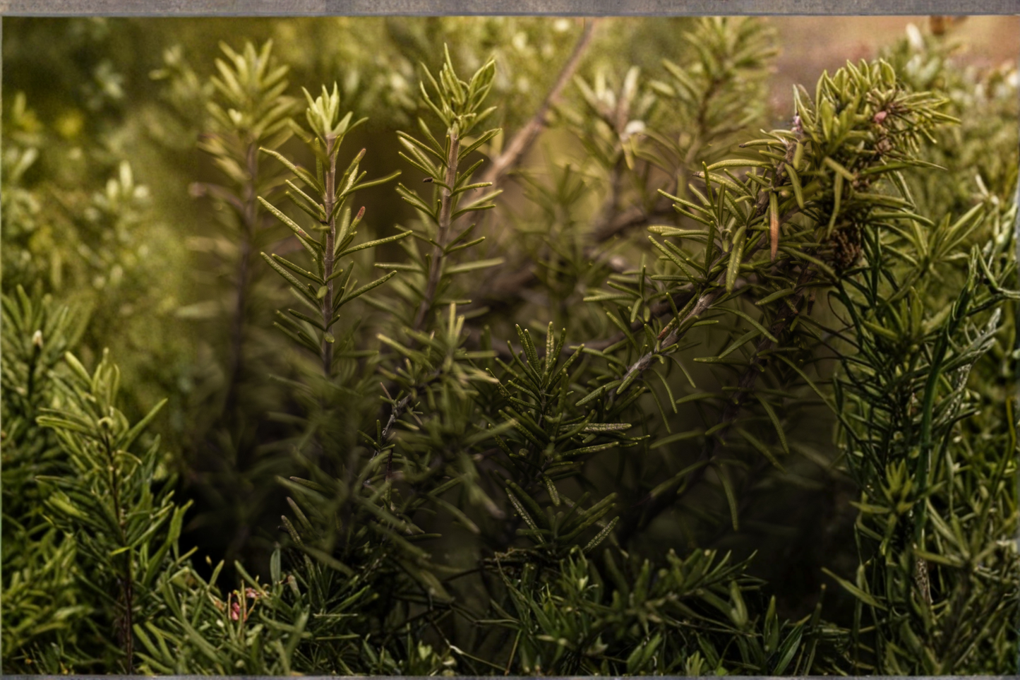 Rosemary Live Plant in 4 Inch Pot – Salvia rosmarinus Herb